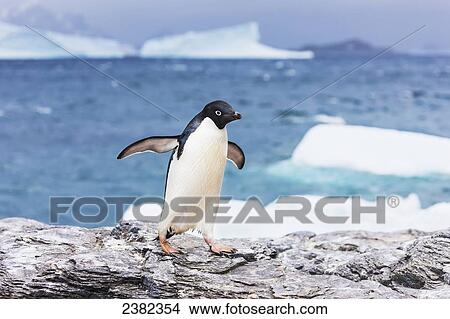 Picture - Adelie penguin (Pygoscelis adeliae) and icebergs in Shingle Cove, Coronation Island; South Orkney Islands, Antarctica. Fotosearch