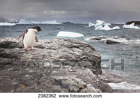 Adelie penguin (Pygoscelis adeliae) on a rock along the coast in Shingle Cove, Coronation Island; South Orkney Islands, Antarctica View Large Photo Image Stock Image - Adelie penguin (Pygoscelis adeliae) on a rock along the coast in Shingle Cove, Coronation Island; South Orkney Islands, Antarctica. Fotosearch