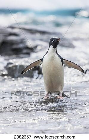 Adelie penguin (pygoscelis adeliae) walking on ice in Shingle Cove, Coronation Island; South Orkney Islands, Antarctica View Large Photo Image Stock Photo - Adelie penguin (pygoscelis adeliae) walking on ice in Shingle Cove, Coronation Island; South Orkney Islands, Antarctica. Fotosearch