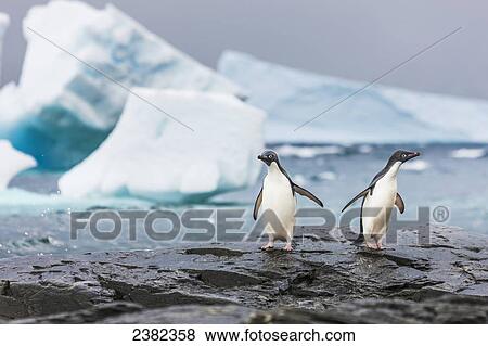 Adelie penguins (pygoscelis adeliae) walking together on a rock in Shingle Cove, Coronation Island; South Orkney Islands, Antarctica View Large Photo Image Stock Photo - Adelie penguins (pygoscelis adeliae) walking together on a rock in Shingle Cove, Coronation Island; South Orkney Islands, Antarctica. Fotosearch