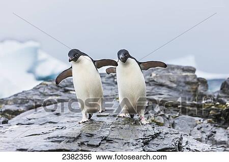 Stock Photograph - Adelie penguins (pygoscelis adeliae) walking together on a rock in Shingle Cove, Coronation Island; South Orkney Islands, Antarctica. Fotosearch