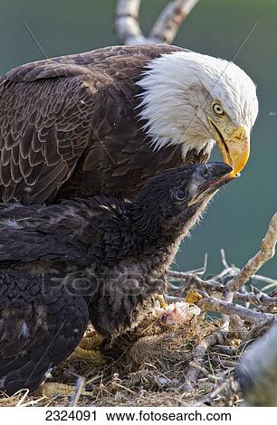Adult bald eagle feeding its young chicks a fish; Whitehorse, Yukon, Canada View Large Photo Image Stock Image - Adult bald eagle feeding its young chicks a fish; Whitehorse, Yukon, Canada. Fotosearch