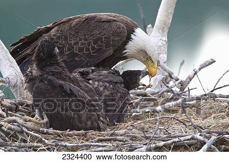 Adult bald eagle in a nest feeding its young chicks a fish; Whitehorse, Yukon, Canada View Large Photo Image Stock Image - Adult bald eagle in a nest feeding its young chicks a fish; Whitehorse, Yukon, Canada. Fotosearch