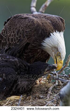 Adult bald eagle in a nest feeding its young chicks a fish; Whitehorse, Yukon, Canada View Large Photo Image Stock Image - Adult bald eagle in a nest feeding its young chicks a fish; Whitehorse, Yukon, Canada. Fotosearch
