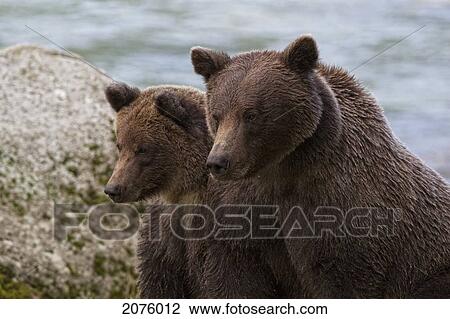 Adult Grizzly With Her Cub; Haines Alaska Usa View Large Photo Image Stock Image - Adult Grizzly With Her Cub; Haines Alaska Usa. Fotosearch