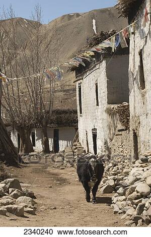 Adzo Wandering Down Road; Ghemi (Ghami), Upper Mustang Valley, Nepal View Large Photo Image Stock Image - Adzo Wandering Down Road; Ghemi (Ghami), Upper Mustang Valley, Nepal. Fotosearch