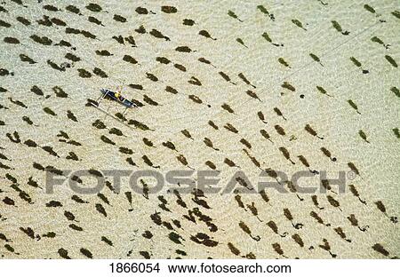 Picture - Aerial View Of Carrageenan Seaweed On The Bukit Peninsula Of Bali; Bali, Indonesia. Fotosearch