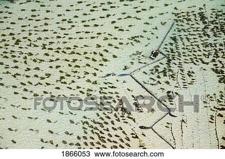 Stock Image - Aerial View Of Carrageenan Seaweed Harvesting On The Bukit Peninsula Of Bali; Bali, Indonesia. Fotosearch