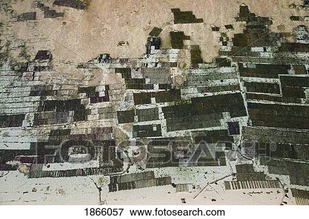 Stock Photo - Aerial View Of Carrageenan Seaweed Harvesting On The Bukit Peninsula Of Bali, Indonesia. Fotosearch