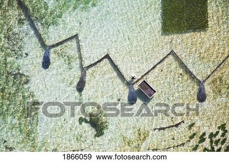 Stock Photo - Aerial View Of Carrageenan Seaweed Harvesting On The Bukit Peninsula Of Bali; Bali, Indonesia. Fotosearch