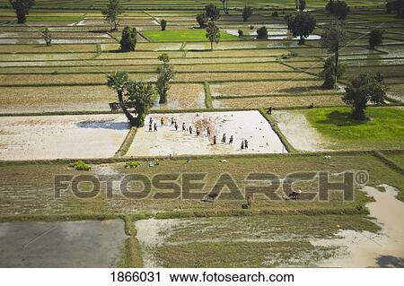 Stock Image - Aerial View Of Farmers Tending To Crops In Cambodia. Fotosearch