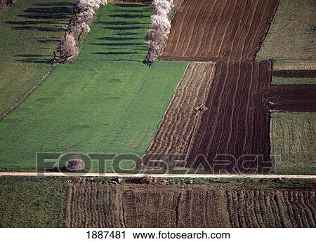 Stock Image - Aerial View Of Fields And Blooming Almond Trees. Fotosearch