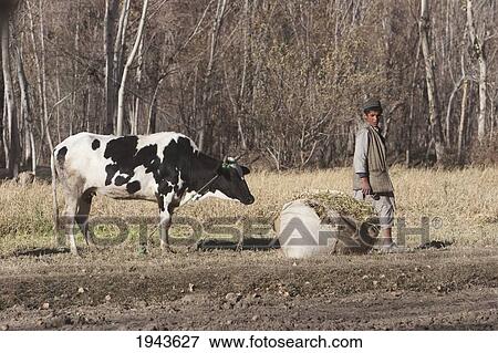 Stock Photo - Afghan Boy Collecting Fodder For His Cow In A Field Near Kharwalang, Vardak Province, Afghanistan. Fotosearch