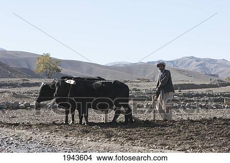 Afghan Farmer Tilling A Field In The Siagerd Valley, Parwan Province, Afghanistan View Large Photo Image Picture - Afghan Farmer Tilling A Field In The Siagerd Valley, Parwan Province, Afghanistan. Fotosearch