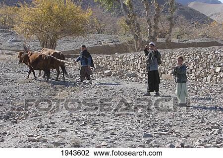 Stock Image - Afghan Farmers And Oxen In The Siagerd Valley, Parwan Province, Afghanistan. Fotosearch