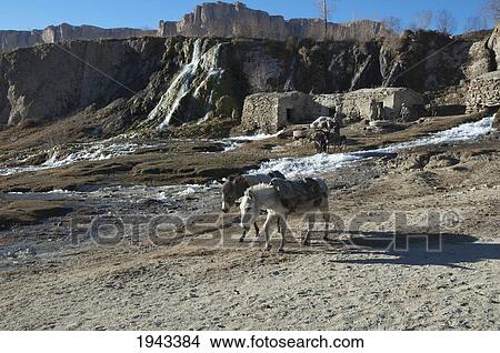 Picture - Afghan Farmers And Their Donkeys Leaving A Gristmill By Band-I-Haibat (Dam Of Awe), Band-I-Amir, Bamian Province, Afghanistan. Fotosearch