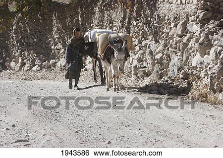 Stock Photograph - Afghan Girl And A Donkey Near Shekh Ali, Parwan Province, Afghanistan. Fotosearch