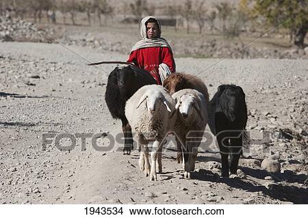 Picture - Afghan Girl Herding Sheep Near Baghe Afghan, Parwan Province, Afghanistan. Fotosearch