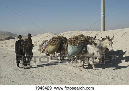Stock Photo - Afghan Men And Brushwood-Laden Donkeys In The Outskirts Of Kabul,, Afghanistan. Fotosearch