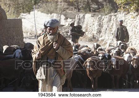 Afghan Shepherd And His Flock Of Sheep In Shekh Ali, Parwan Province, Afghanistan View Large Photo Image Picture - Afghan Shepherd And His Flock Of Sheep In Shekh Ali, Parwan Province, Afghanistan. Fotosearch