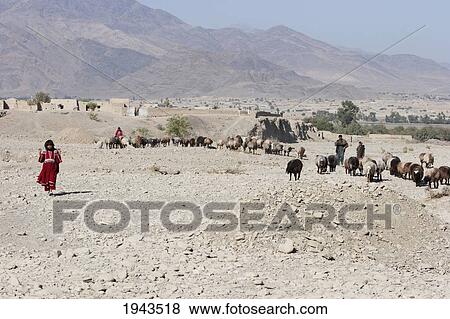 Stock Photo - Afghan Shepherd Girl And Sheep On The Torkham To Jalalabad Road, Nangarhar Province, Afghanistan. Fotosearch