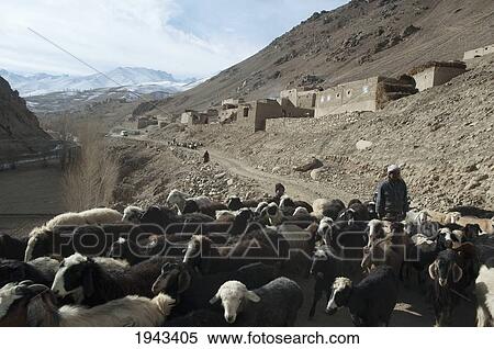 Afghan Shepherd Near Pai Mori, Bamian Province, Afghanistan View Large Photo Image Stock Photography - Afghan Shepherd Near Pai Mori, Bamian Province, Afghanistan. Fotosearch
