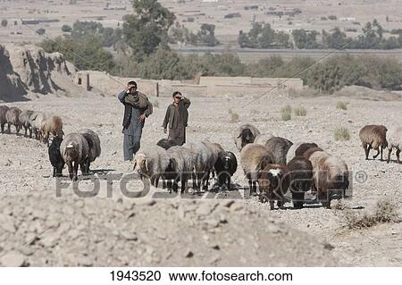 Stock Image - Afghan Shepherds And Sheep On The Torkham To Jalalabad Road, Nangarhar Province, Afghanistan. Fotosearch
