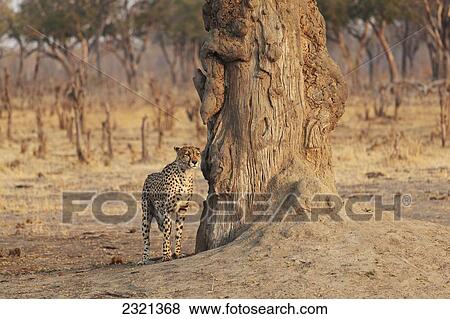 Stock Photo - Africa, Zimbabwe, Hwange National Park, On Safari, Jaguar By Tree. Fotosearch