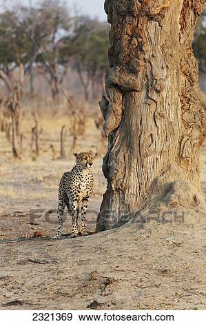 Stock Photo - Africa, Zimbabwe, Hwange National Park, On Safari, Jaguar By Tree. Fotosearch