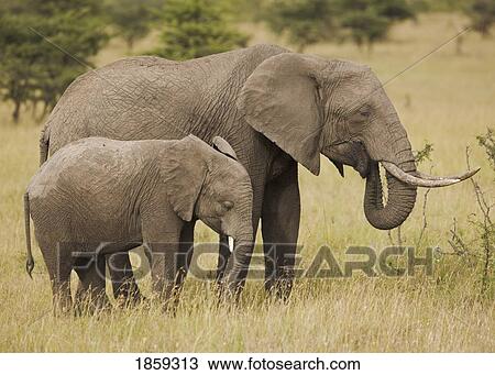 Stock Image - African Elephant And Calf, Masai Mara, Kenya. Fotosearch