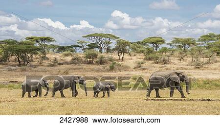 Stock Photo - African elephant and it's young walking in a row on the serengeti; Tanzania. Fotosearch