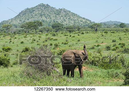 African Elephant raises its trunk on the savannah of Tarangire National Park; Tanzania View Large Photo Image Stock Image - African Elephant raises its trunk on the savannah of Tarangire National Park; Tanzania. Fotosearch