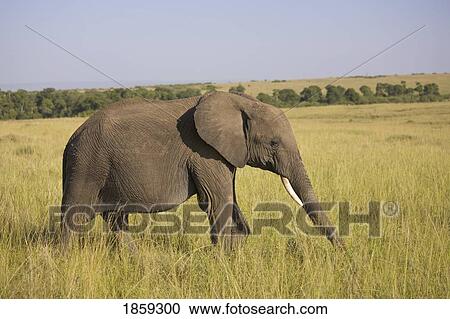 African Elephant Wandering Through The Long Grass Of The Masai Mara, Kenya View Large Photo Image Stock Image - African Elephant Wandering Through The Long Grass Of The Masai Mara, Kenya. Fotosearch