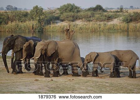 African Elephants By Lake View Large Photo Image Stock Photograph - African Elephants By Lake. Fotosearch