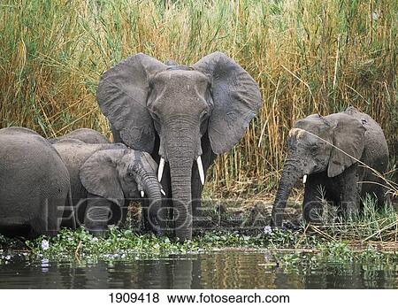 African Elephants Drinking From Shire River, Liwonde National Park, Malawi View Large Photo Image Stock Photo - African Elephants Drinking From Shire River, Liwonde National Park, Malawi. Fotosearch