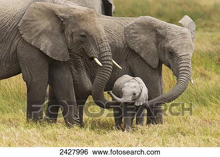 Stock Photograph - African elephants walking with their young on the serengeti; Tanzania. Fotosearch
