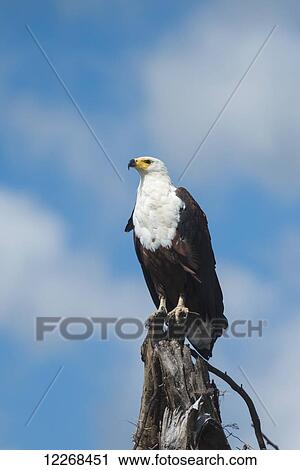 African Fish Eagle (Haliaeetus vocifer) perched on tree stump, Liwonde National Park; Malawi View Large Photo Image Stock Image - African Fish Eagle (Haliaeetus vocifer) perched on tree stump, Liwonde National Park; Malawi. Fotosearch