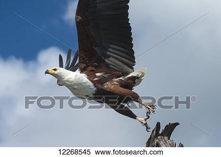African Fish Eagle (Haliaeetus vocifer) taking flight from tree stump, Liwonde National Park; Malawi View Large Photo Image Stock Photography - African Fish Eagle (Haliaeetus vocifer) taking flight from tree stump, Liwonde National Park; Malawi. Fotosearch