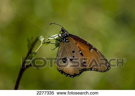 African Monarch Butterfly resting on branch, Ol Pejeta Conservancy; Kenya View Large Photo Image Stock Photography - African Monarch Butterfly resting on branch, Ol Pejeta Conservancy; Kenya. Fotosearch