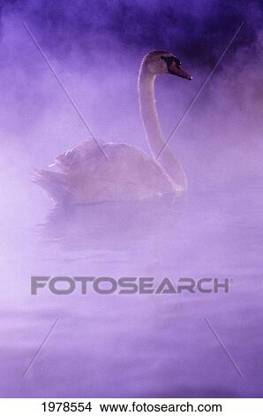 African Swan Swimming On Misty Pool, Purple Romantic Atmosphere. View Large Photo Image Picture - African Swan Swimming On Misty Pool, Purple Romantic Atmosphere.. Fotosearch