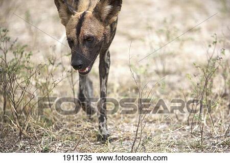 African Wild Dog (Lycaon Pictus) Walking, Selous National Park, Tanzania, East Africa View Large Photo Image Stock Photography - African Wild Dog (Lycaon Pictus) Walking, Selous National Park, Tanzania, East Africa. Fotosearch