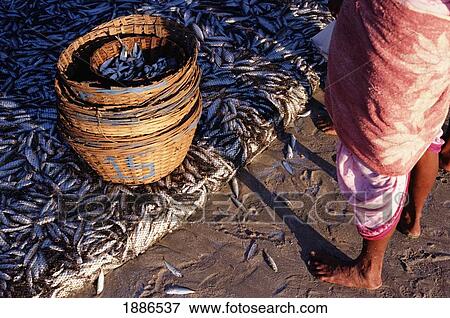 Stock Photo - Afternoon Catch, Palolem Beach, Goa. Fotosearch
