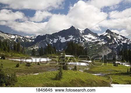 Stock Photography - Afternoon Light On Wild Flowers In National Park, Tatoosh Mountains In Background; Mt Rainier National Park, Washington State, Usa. Fotosearch