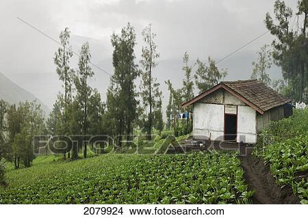 Agricultural Fields And A Shed On A Slope; Cemoro Lawang Gunung Bromo Bromo Volcano Java Indonesia View Large Photo Image Picture - Agricultural Fields And A Shed On A Slope; Cemoro Lawang Gunung Bromo Bromo Volcano Java Indonesia. Fotosearch