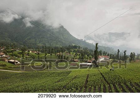 Agricultural Fields In A Valley; Cemoro Lawang Gunung Bromo Bromo Volcano Java Indonesia View Large Photo Image Stock Image - Agricultural Fields In A Valley; Cemoro Lawang Gunung Bromo Bromo Volcano Java Indonesia. Fotosearch