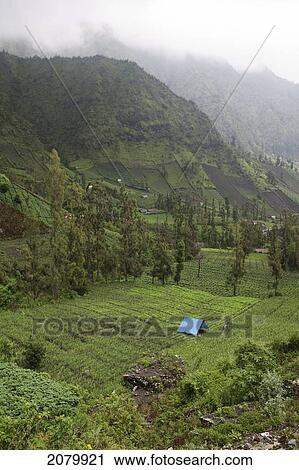 Agricultural Fields In A Valley; Cemoro Lawang Gunung Bromo Bromo Volcano Java Indonesia View Large Photo Image Stock Image - Agricultural Fields In A Valley; Cemoro Lawang Gunung Bromo Bromo Volcano Java Indonesia. Fotosearch