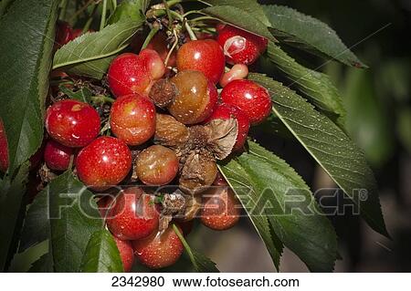 Stock Image - Agriculture - A cluster of mature Bing cherries affected by the plant pathogen Ripe Fruit Rot (Botrytis cinerea) / near Traver, California, USA.. Fotosearch