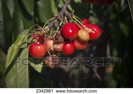 Stock Image - Agriculture - A cluster of mature Bing cherries affected by the plant pathogen Ripe Fruit Rot (Botrytis cinerea) / near Traver, California, USA.. Fotosearch