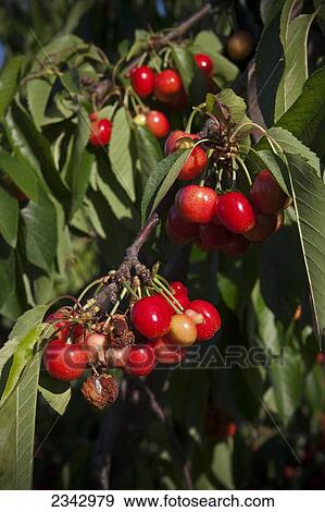 Stock Photo - Agriculture - A cluster of mature Bing cherries affected by the plant pathogen Ripe Fruit Rot (Botrytis cinerea) / near Traver, California, USA.. Fotosearch