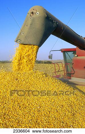 Picture - Agriculture - A combine augers a full load of freshly harvested grain corn into a grain cart in the field for transport to a grain elevator / Iowa, USA.. Fotosearch